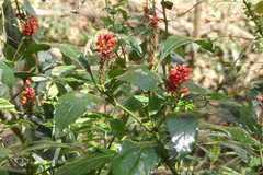 Phlogacanthus thyrsiformis
